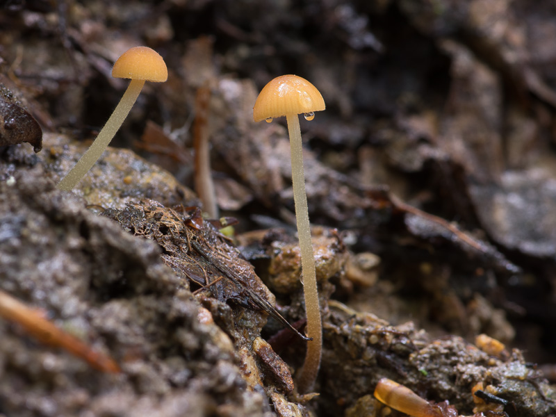 Conocybe ambigua